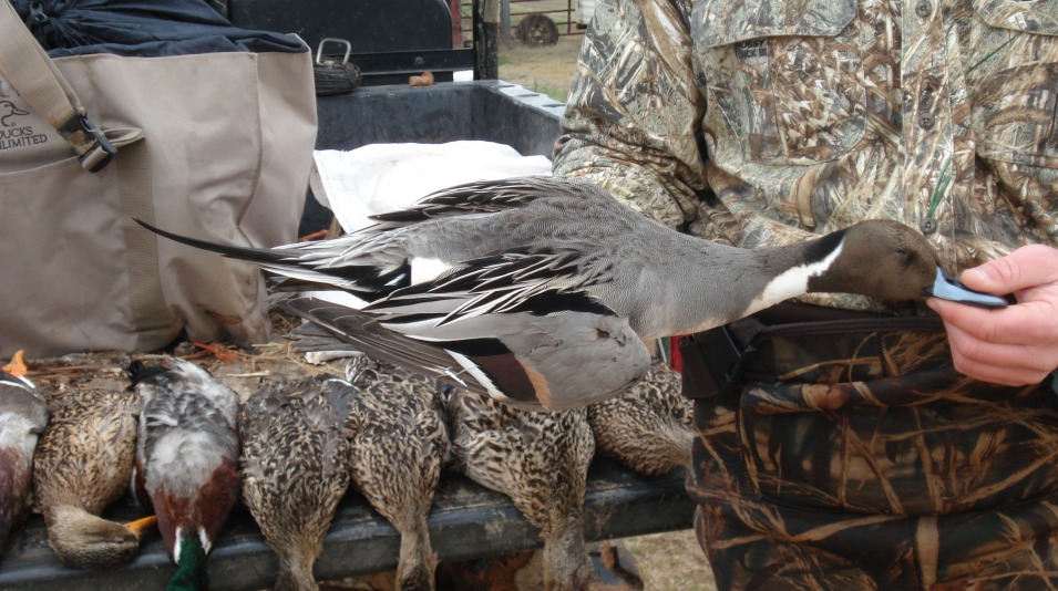 Toneycreekplantation Pintail Harvest